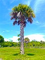 Sabal Palm growing in Oleta River State Park