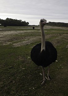 A big bird (25757688458).jpg