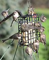 Un groupe de Mésange buissonnière se nourrit de gras inséré dans une cage