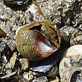 Coquillage (Gastropoda) à Saint-Nic 1.