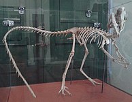 Esqueleto de terópode (Santanaraptor placidus).