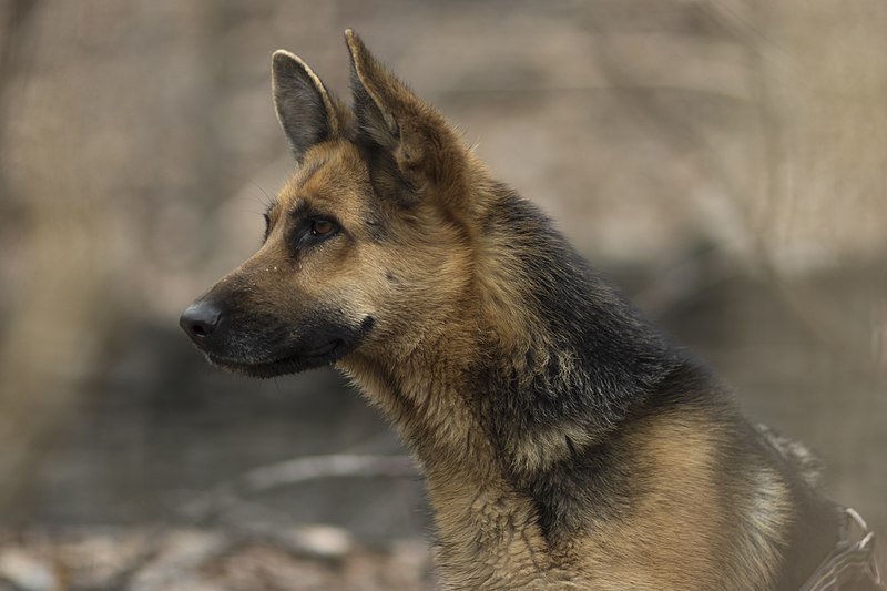 File:German Shepherd In Iran - Mashhad City 07.jpg