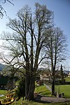 Sommerlinde (Tilia platyphyllos), Doppellinde