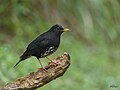 Turdus cardis (cat.)