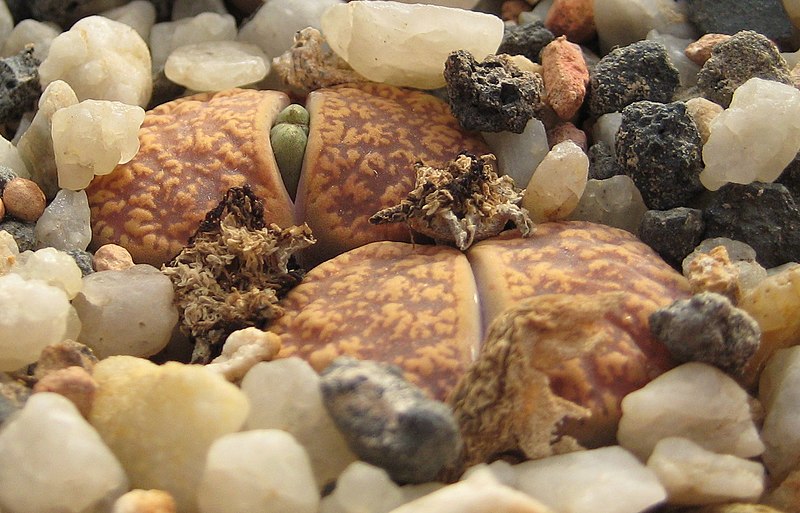 File:Lithops lesliei ssp. lesliei v. hornii C015 IMG 2759.jpg