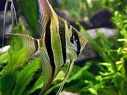 Скалярії (Pterophyllum altum) — представники підряду Губаньовидних