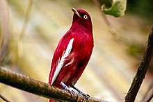 Perched Pompadour Cotinga.jpg