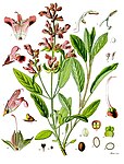 Salvia officinalis — Шалфей лекарственный