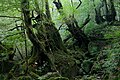 白谷雲水峡の森（鹿児島県屋久島町）