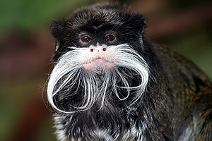 Emperor Tamarin