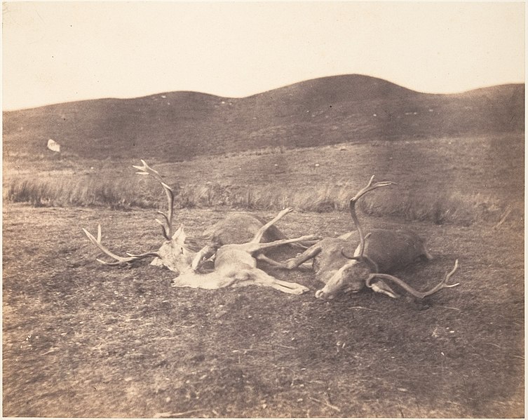 File:-Two Stags and Roe Buck- MET DP148505.jpg