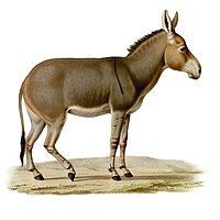 Pentraĵo de Somalia sovaĝa azeno (Equus africanus somaliensis)