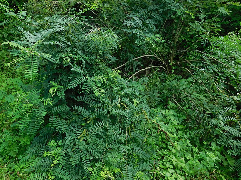 File:Amorpha fruticosa - bagremac na obali Grliške reke.jpg