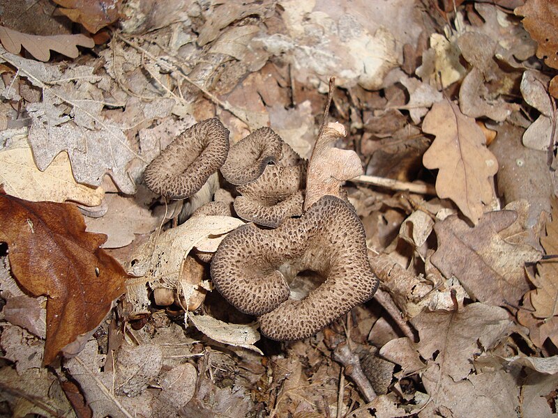 File:Black Trumpet.JPG