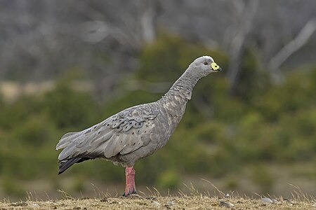 Cape Barren goose, by Charlesjsharp