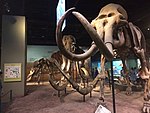 The centerpiece of the Cenozoic hall, Platybelodon, Stegodon, and a Woolly Mammoth mount.