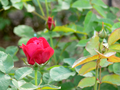 Rosa 'Darcey Bussell' en el Jardín Botánico de Nueva York.