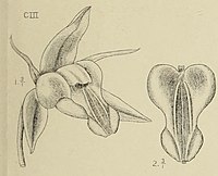 Coelogyne prasina fig. 103