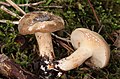 * Nomination Lactarius pterosporus --Holleday 05:39, 9 September 2014 (UTC) * Promotion Good qualiy --Llez 06:00, 9 September 2014 (UTC)