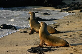 Sea lions