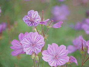 Geranium tuberosum