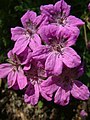 Blüten von Erodium manescavii