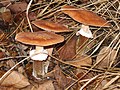 Paddestoelen - CC-BY