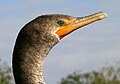 Head of juvenile, Everglades National Park, Florida