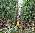 Phragmites australis in the Great Lakes