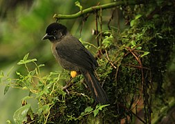 Pselliophorus tibialis -Costa Rica-8.jpg