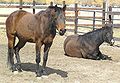 Horses in a paddock or corral