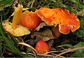 Hygrocybe aurantiosplendens