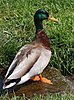 Seite 23: File:Mallard_Anas_platyrhynchos_Full_Body_2000px.jpg Autor: Derek Ramsey (Ram-Man). Co-attribution must be given to the Chanticleer Garden Lizenz: CC BY-SA 3.0