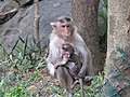 Monkeys at Bannerghatta National Park