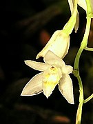 Coelogyne pholidotoides