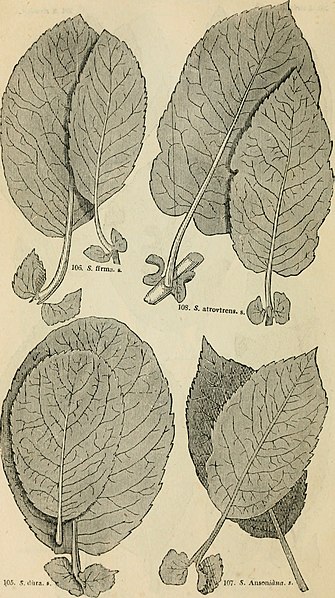 File:Arboretum et fruticetum britannicum; or, The trees and shrubs of Britain, native and foreign, hardy and half-hardy, pictorially and botanically delineated, and scientifically and popularly described; (19128556544).jpg