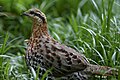 Mountain bamboo partridge