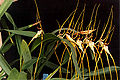 Brassia arcuigera