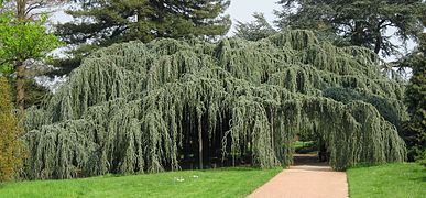 'Glauca Pendula', planté en 1895