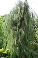 Cultivar 'Imbricata Pendula', Rosemoor, Devon, UK