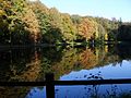 La forêt de Bellême.