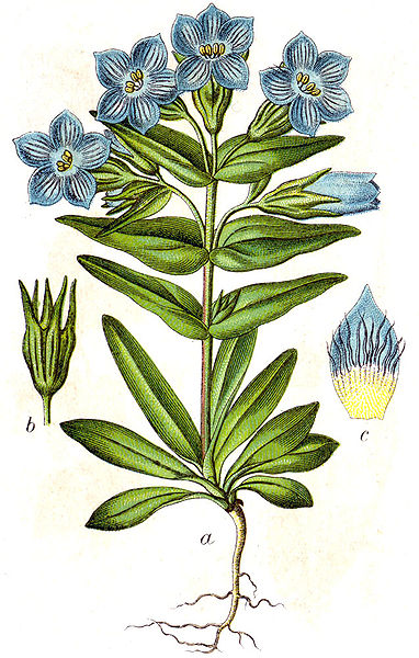 File:Gentiana sp Sturm12.jpg