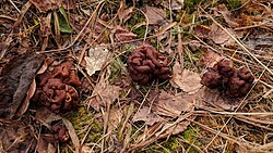 Kevadkogrits Gyromitra esculenta Foto: Sven Pruul