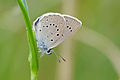 Scarce large blue