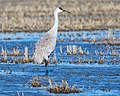 * Nomination A sandhill crane (Antigone canadensis) in a flooded field in Butte County, California. On their wintering grounds in the Central Valley, sandhill cranes forage primarily on waste grain in corn, rice, and wheat fields. --Frank Schulenburg 00:11, 25 January 2023 (UTC) * Promotion  Support Good quality. --Rjcastillo 00:20, 25 January 2023 (UTC)