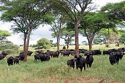 Đàn trâu ở Tanzania