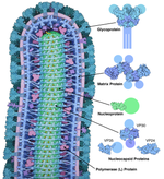 Protéines des virus du genre Ebolavirus