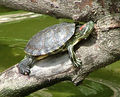 Trachemys scripta elegans adulta vista di lato.