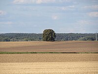 Blick vom Salzweg auf die zwei Linden