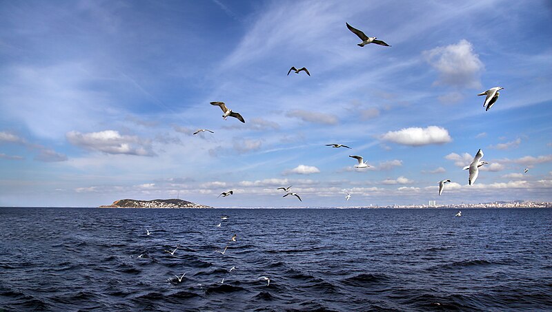 File:Birds and sea.jpg